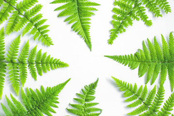Fototapeta na wymiar Bright light green fern on white background. Isolated leaves wallpaper. Colorful copy space mock up for your text. Frame