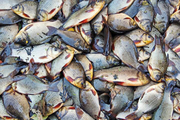 Caught crucians. Successful fishing. Fresh fish carp.