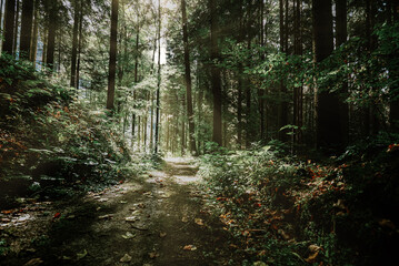 Magic dark forest. Autumn forest scenery with rays of warm light. Mistic forest. Teplickie Rocks Sudety Mountains