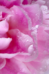 big light pink peony with water drops on petal. close up