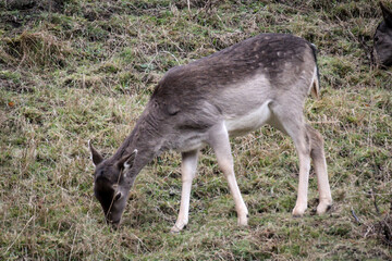 Studie von Hirsch, oder Rotwild in seiner nat&uuml;rlichen Umgebung