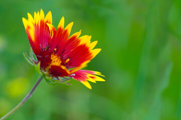 
red-yellow flower on a green background close-up