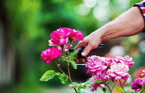 Gardening. Man working in the garden, close up photo. Hobbies and leisure