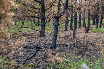 Pine forest after a fire.