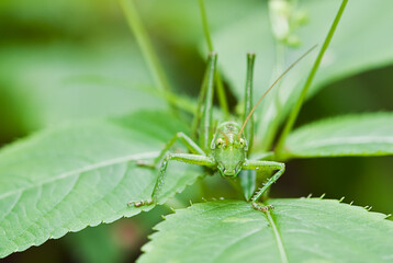 Green grasshopper sitting on the green leaf of the plant