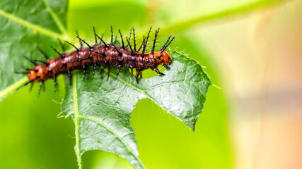 Leaf-eating caterpillars in the garden