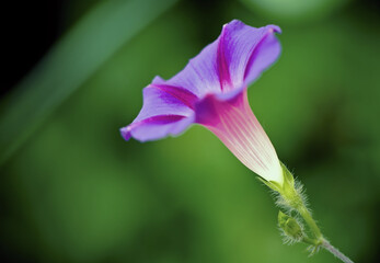 Field bindweed flower macro view concept