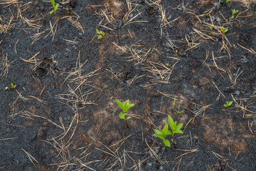 Small green sprout after a fire.