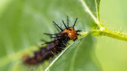 Leaf-eating caterpillars in the garden