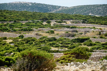 Fototapeta na wymiar View of dry stone walls and karst land on the Croatian island of Pag