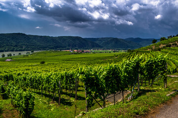 Fototapeta na wymiar Heavy Thunderclouds Over Vineyards In Wachau Danube Valley In Austria