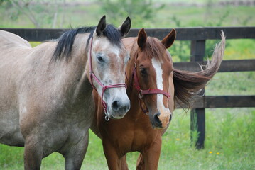 portrait of a brown horse