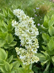 white lilac flowers