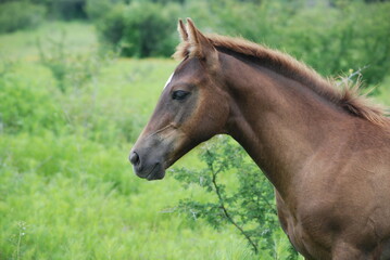 Fototapeta premium portrait of a horse