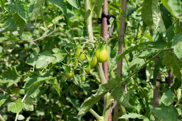 green tomatoes  on branches in the garden