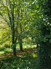 Green Woodland Landscape and Trees, Guernsey Channel Islands
