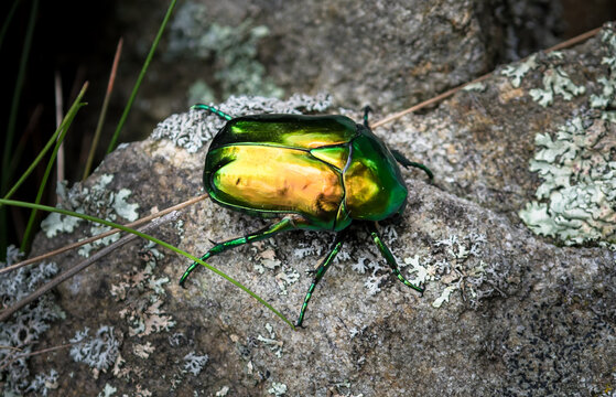 Rose Chafer (Cetonia Aurata), Green Beetle On Rock With Lichen