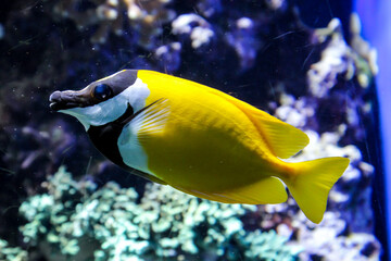 Fototapeta na wymiar tropische Fische im Riff und ihrer natürlichen Umgebung 