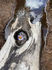 old tree trunk with water flower