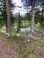 pine forest in the morning