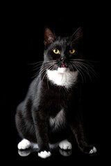 Black young cat, photographed in the Studio on a black background. Closeup portrait. Different emotions