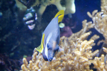 Fototapeta na wymiar tropische Fische im Riff und ihrer natürlichen Umgebung 