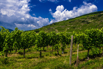 Fototapeta na wymiar Vineyard With Terraces In The Wachau Danube Valley In Austria