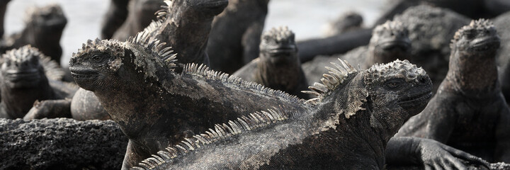 Panoramic banner of Galapagos animals - Marine Iguana with smaller marine iguana on its head. Cute...