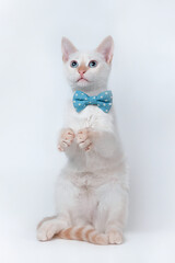 young white cat looking up, wearing a blue ribbon on white background