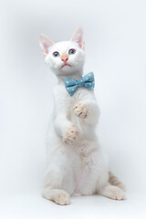 Fototapeta na wymiar young white cat looking up, wearing a blue ribbon on white background