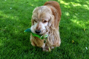 english cocker spaniel