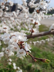 blooming cherry tree