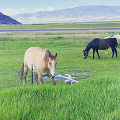 horses in the meadow