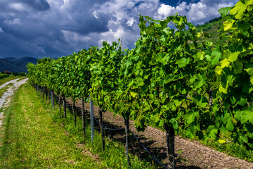 Fototapeta na wymiar Fresh Green Grapes In Vineyard With Terraces In The Wachau Danube Valley In Austria