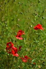 red poppy flower