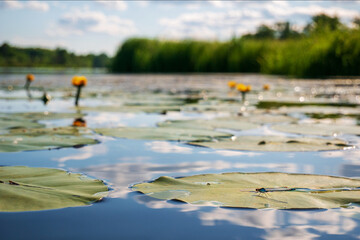 Sharpness in the foreground. A dragonfly sits on a green leaf. Yellow water lilies in the river and blue sky in a blur