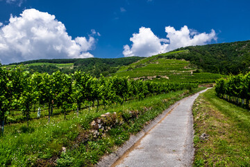 Fototapeta na wymiar Narrow Road With Vineyards And Terraces In Wachau Danube Valley In Austria
