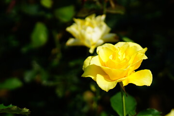 夏に咲く黄色いバラの花