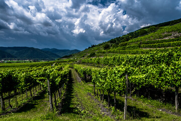 Fototapeta na wymiar Heavy Thunderclouds Over Vineyards In Wachau Danube Valley In Austria