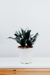 Sansevieria trifasciata or Snake plant in pot on old wood background. Home and garden concept. Interior decoration.