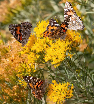 A group of Painted Lady Butterflies feeding on a  flowering rabbitbrush plant during a big migration event through Colorado.