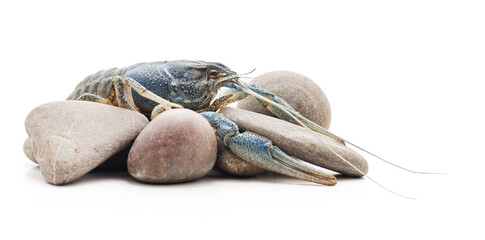 Cancer blue on the rocks.