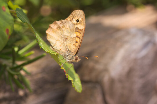 lose-up of a speckled wood type butterfly (Pararge aegeria)