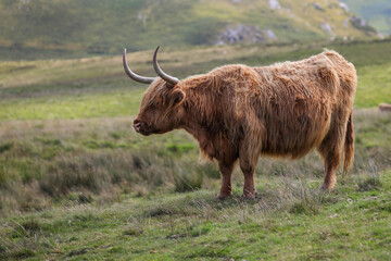 Highland Cow in the Black Mountains - 369570532