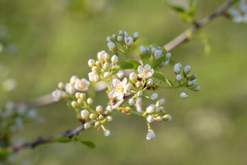 Eine Detailaufnahme von den Blüten eines Baumes im Frühjahr.