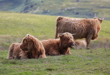 Highland Cow in the Black Mountains - 369570550