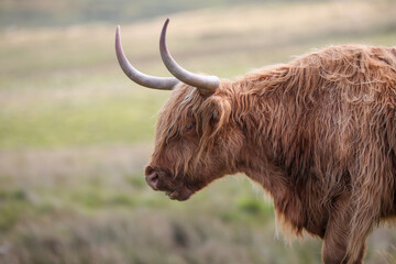 Highland Cow in the Black Mountains - 369570584