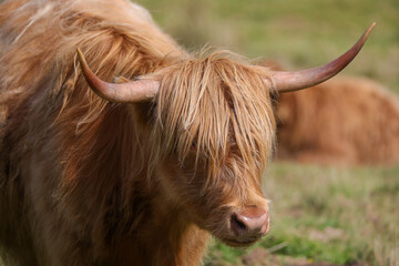 Highland Cow in the Black Mountains - 369570735