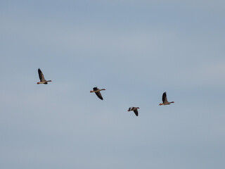 Graugänse im Flug