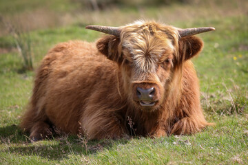 Highland Cow in the Black Mountains - 369570757